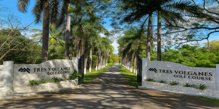 Palm  trees