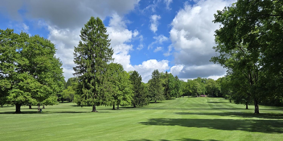 trees, golf course